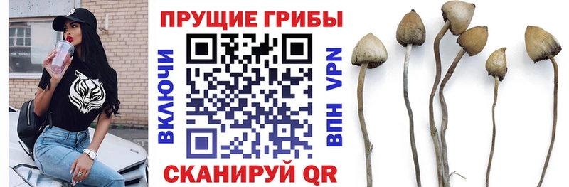 Псилоцибиновые грибы Psilocybe  Зима 