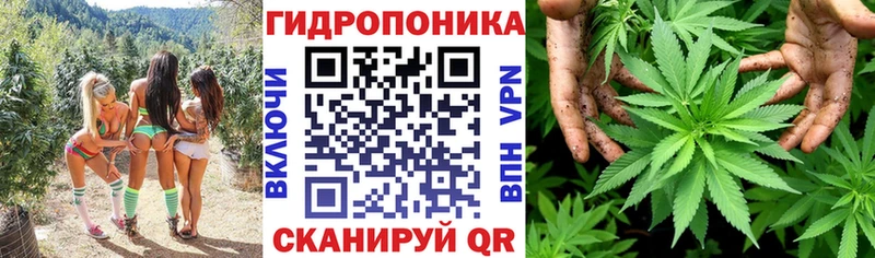 Конопля ГИДРОПОН  Зима 